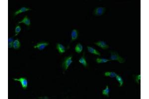 Immunofluorescent analysis of U251 cells using ABIN7165738 at dilution of 1:100 and Alexa Fluor 488-congugated AffiniPure Goat Anti-Rabbit IgG(H+L) (TMBIM1 antibody  (AA 1-109))