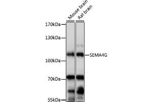 Western blot analysis of extracts of various cell lines, using SEMG antibody (ABIN7270200) at 1:1000 dilution. (SEMA4G antibody  (AA 470-560))