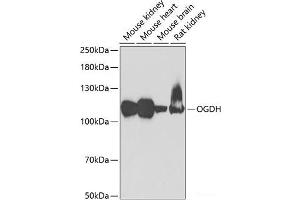 Western blot analysis of extracts of various cell lines using OGDH Polyclonal Antibody at dilution of 1:1000. (alpha KGDHC antibody)