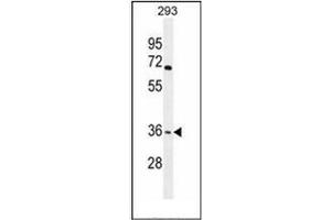 Western blot analysis of OR4F15 Antibody (N-term) in 293 cell line lysates (35ug/lane). (OR4F15 antibody  (N-Term))
