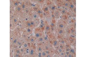 Used in DAB staining on fromalin fixed paraffin- embedded liver tissue (SCP2 antibody  (AA 433-547))