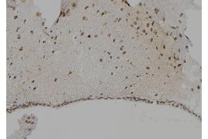 ABIN6268715 at 1/100 staining Mouse brain tissue by IHC-P. (Cathepsin G antibody  (Internal Region))