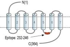 Representative domain view of the target of ABIN7043327.