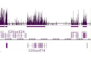Histone H3 trimethyl Lys36 antibody (pAb) tested by ChIP-Seq.