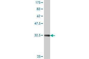 Western Blot detection against Immunogen (34. (ADPGK antibody  (AA 425-496))