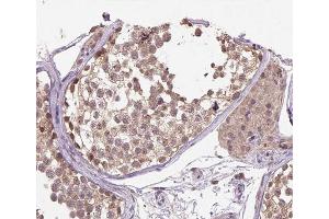 ABIN6266520 at 1/200 staining human testis tissue sections by IHC-P. (Cullin 1 antibody)
