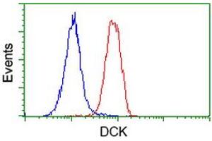 Image no. 1 for anti-Deoxycytidine Kinase (DCK) antibody (ABIN1497776) (DCK antibody)