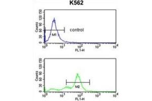 Flow Cytometry (FACS) image for anti-Replication Factor C (Activator 1) 2, 40kDa (RFC2) antibody (ABIN3001633) (RFC2 antibody)