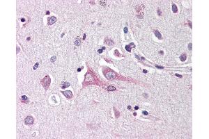 Anti-Neuritin antibody IHC of human brain, cortex. (NRN1 antibody  (Internal Region))