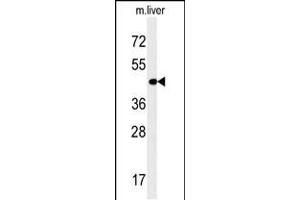 Western blot analysis in mouse liver tissue lysates (35ug/lane). (PAOX antibody  (AA 467-496))