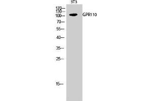 Western Blot (WB) analysis of 3T3 cells using GPR110 Polyclonal Antibody. (G Protein-Coupled Receptor 110 antibody  (C-Term))