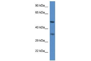 WB Suggested Anti-Pxmp3 Antibody   Titration: 1.