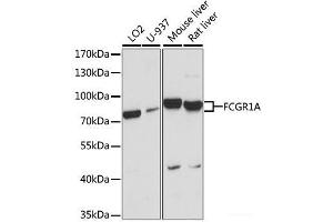 Western blot analysis of extracts of various cell lines using FCGR1A Polyclonal Antibody at dilution of 1:1000. (FCGR1A antibody)