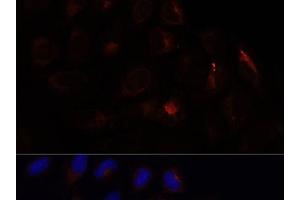 Immunofluorescence analysis of U-2 OS cells using CHP1 Polyclonal Antibody at dilution of 1:100. (CHP antibody)