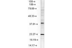 Western Blot analysis of Rat Cell lysates showing detection of Hsp22 protein using Mouse Anti-Hsp22 Monoclonal Antibody, Clone 3C12-H11 .