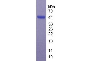 SDS-PAGE (SDS) image for Sialic Acid Binding Ig-Like Lectin 7 (SIGLEC7) ELISA Kit (ABIN6574286)