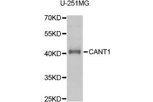 Western blot analysis of extracts of U-251MG cells, using CANT1 antibody (ABIN1980357) at 1:1000 dilution. (CANT1 antibody)