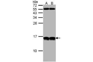 WB Image Sample (30 ug of whole cell lysate) A: HeLa B: Hep G2 , 12% SDS PAGE antibody diluted at 1:1000 (NHP2L1 antibody  (full length))