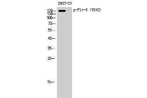 Western Blotting (WB) image for anti-Fms-Related tyrosine Kinase 3 (FLT3) (pTyr842) antibody (ABIN3182315) (FLT3 antibody  (pTyr842))