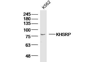 K562 lysates probed with KHSRP Polyclonal Antibody, Unconjugated  at 1:300 dilution and 4˚C overnight incubation. (KHSRP antibody  (AA 221-320))