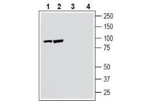 Western blot analysis of human SH-SY5Y neuroblastoma cell line lysate (lanes 1 and 3) and human Jurkat T-cell leukemia cell line lysate (lanes 2 and 4): - 1-2.
