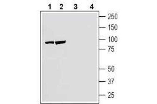 NPTXR antibody  (C-Term, Extracellular)