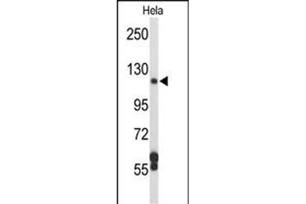 DPP8 antibody  (N-Term)