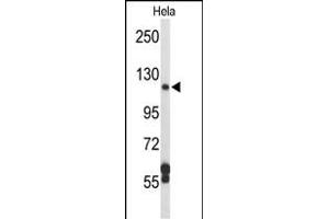 Western blot analysis of D Antibody (N-term) (ABIN652210 and ABIN2840792) in Hela cell line lysates (35 μg/lane). (DPP8 antibody  (N-Term))