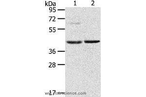 Western blot analysis of Mouse brain and liver tissue, using HIF1AN Polyclonal Antibody at dilution of 1:200 (HIF1AN antibody)