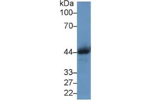 Western Blotting (WB) image for Cathepsin D (CTSD) ELISA Kit (ABIN6574269)