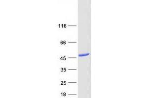 Validation with Western Blot (PNMA2 Protein (Myc-DYKDDDDK Tag))