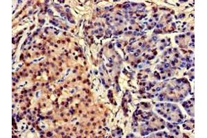 Immunohistochemistry of paraffin-embedded human pancreatic tissue using ABIN7147076 at dilution of 1:100 (CEBPA antibody  (AA 1-124))