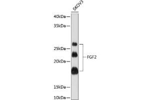 Western blot analysis of extracts of SKOV3 cells, using FGF2 Rabbit mAb (ABIN7267184) at 1:1000 dilution. (FGF2 antibody)