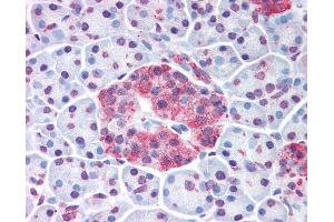 Anti-WNT10A antibody IHC of human pancreatic islet. (WNT10A antibody  (Internal Region))