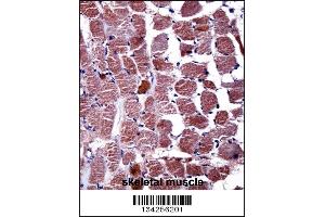 RGS9 Antibody immunohistochemistry analysis in formalin fixed and paraffin embedded human skeletal muscle followed by peroxidase conjugation of the secondary antibody and DAB staining. (RGS antibody  (N-Term))