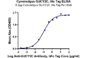 GUCY2C Protein (AA 24-430) (His tag)