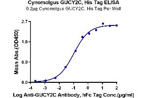 Immobilized Cynomolgus GUCY2C, His Tag at 2 μg/mL (100 μL/Well) on the plate. (GUCY2C Protein (AA 24-430) (His tag))