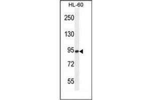 Western blot analysis of ENASE Antibody  in HL-60 cell line lysates (35ug/lane). (ENGASE antibody  (Middle Region))