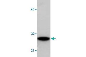 Western blot analysis probed against BL-21 bacteria lysate expressing the GST protein. (GST-Tag antibody)