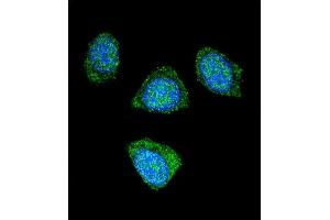 Confocal immunofluorescent analysis of PDE3B Antibody (Center) (ABIN655957 and ABIN2845343) with 293 cell followed by Alexa Fluor 488-conjugated goat anti-rabbit lgG (green).
