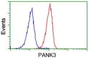 Image no. 4 for anti-Pantothenate Kinase 3 (PANK3) antibody (ABIN1500028) (PANK3 antibody)