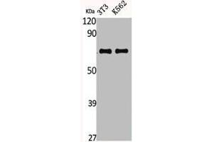 Western Blot analysis of NIH-3T3 K562 cells using CTPS Polyclonal Antibody (CTP Synthase antibody  (N-Term))