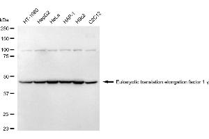 anti-Eukaryotic Translation Elongation Factor 1 gamma (EEF1G) antibody