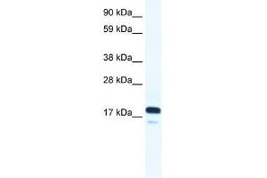 Western Blot showing TAF9 antibody used at a concentration of 1-2 ug/ml to detect its target protein.