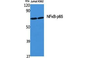 Western Blot (WB) analysis of specific cells using NFkappaB-p65 Polyclonal Antibody. (NF-kB p65 antibody  (Thr71))