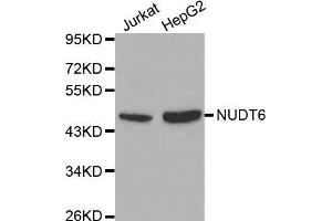 Western blot analysis of extracts of Jurkat and HepG2 cells, using NUDT6 antibody.