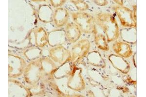 Immunohistochemistry of paraffin-embedded human kidney tissue using ABIN7164936 at dilution of 1:100 (PSMF1 antibody  (AA 1-271))