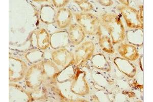 Immunohistochemistry of paraffin-embedded human kidney tissue using ABIN7164936 at dilution of 1:100