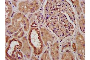 IHC image of ABIN7164816 diluted at 1:300 and staining in paraffin-embedded human kidney tissue performed on a Leica BondTM system.