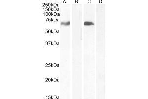 (ABIN184722) (0. (MARK4 antibody  (C-Term))